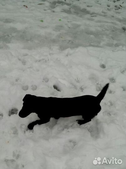 Щенок, девочка, в добрые руки