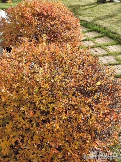 Спирея японскаяГолден Принцесс