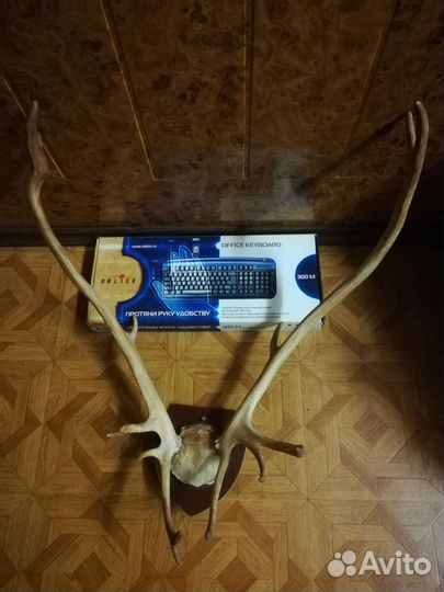 Рога оленя разные, шкурка Оленя и Норка
