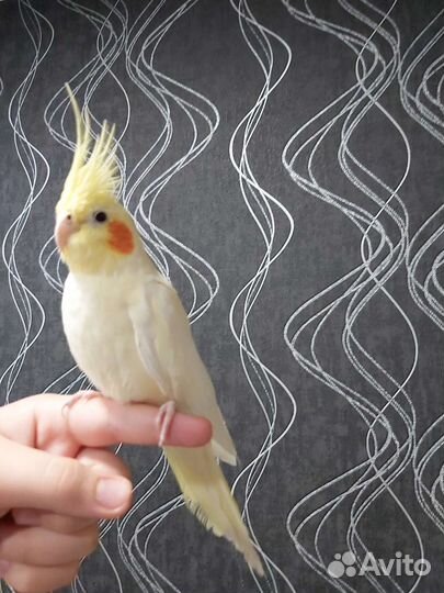 Попугай корелла девочка