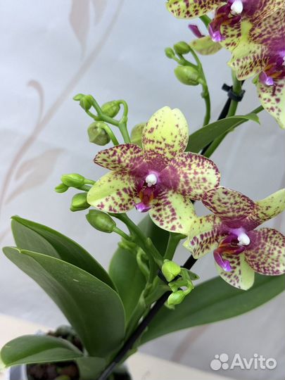 Орхидея фаленопсис