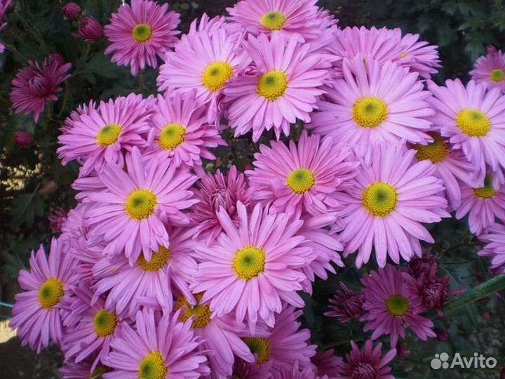 Гвоздика Шабо