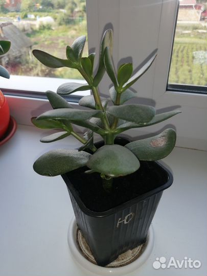 Денежное дерево(толстянка крассула)