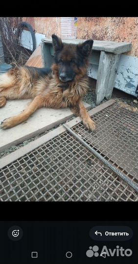 Немецкая овчарка