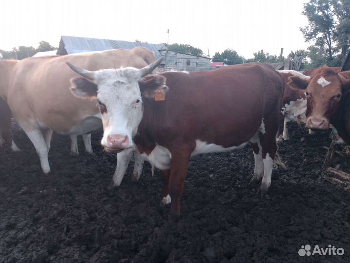 Тёлки и бычок