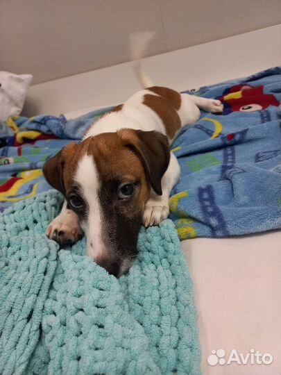 Джек рассел терьер