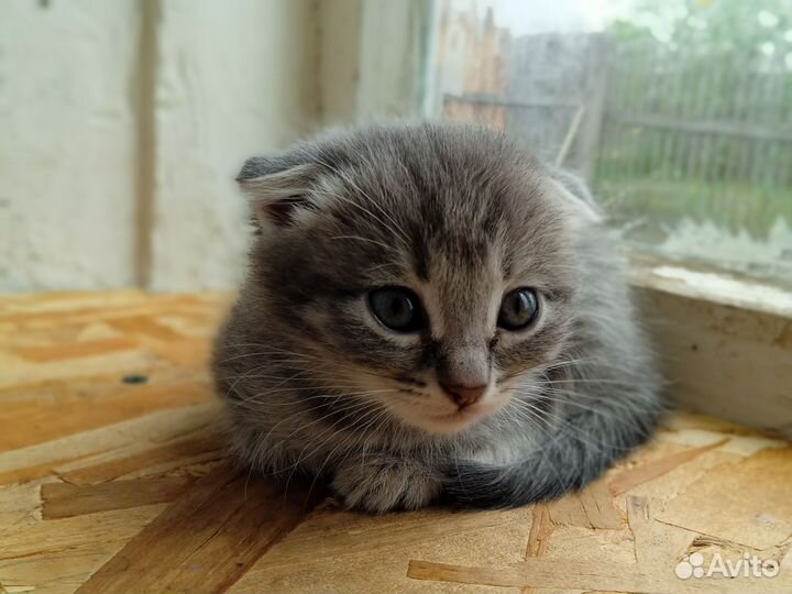 Котята от вислоухой кошечки