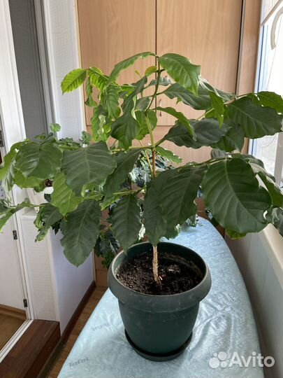 Кофейное дерево