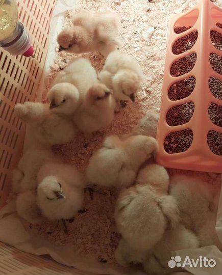 Цыплята китайской шелковой курицы