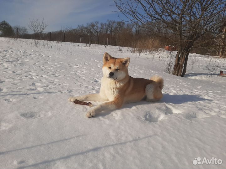 Бронь щенков Акита-Ину в Орле