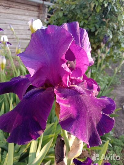Ирис
