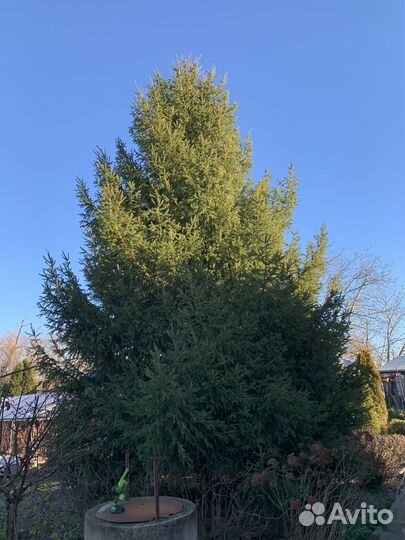 Ель живая