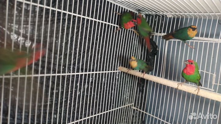 Попугайная амадина