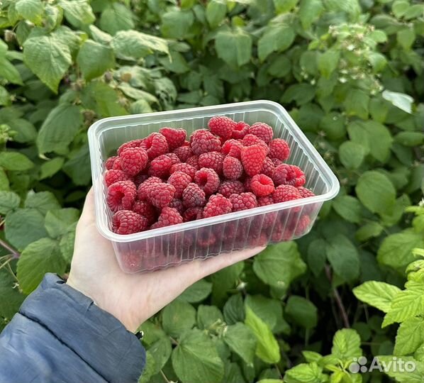 Ягода малины