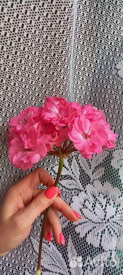 Пеларгония герань юв Королеский Шиповник дорост