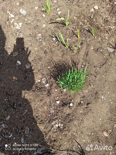 Чеснок зимний