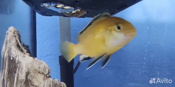 Аквариумные рыбки и креветки