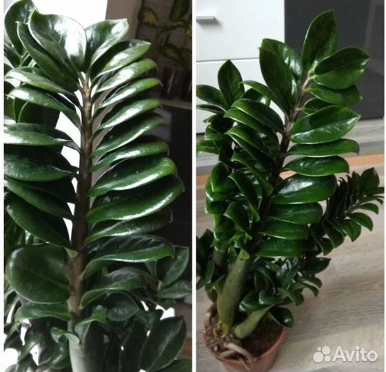 Замиокулькас зензи равен