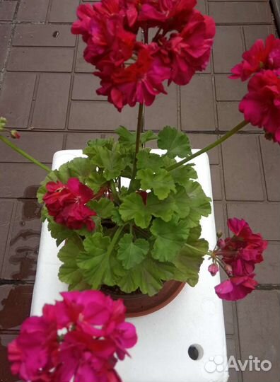 Комнатные цветы