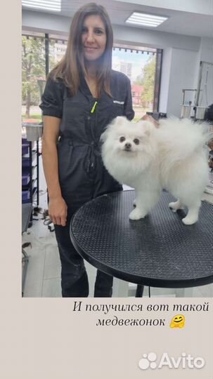 Стрижка собак (шпицы, йорки)