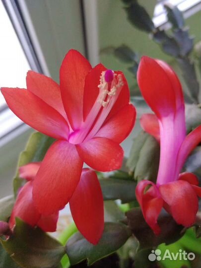 Декабрист разных расцветок