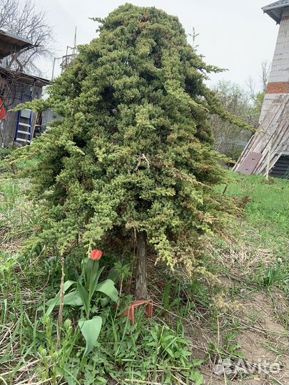 Можевельник плакучий. Высота 1,5м