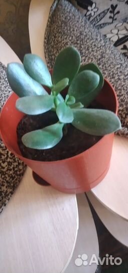 Красула Толстянка