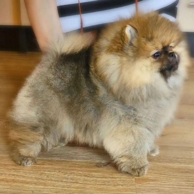 Померанский шпиц, щенок