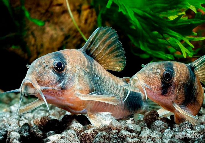 Сомики Коридорасы