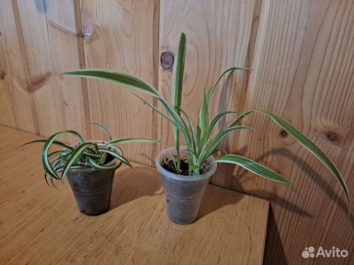 Комнатные цветы