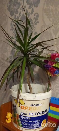 Комнатные цветы