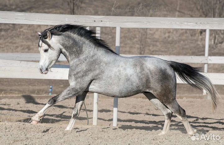 Лошадь жеребец