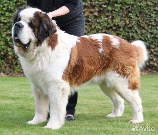 Большие переноски для огромных собак