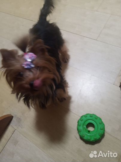 Йоркширский терьер