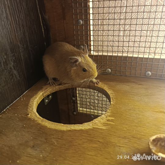 Белки дегу