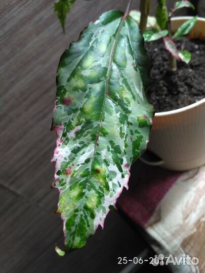 Гибискус розовый пёстролистный