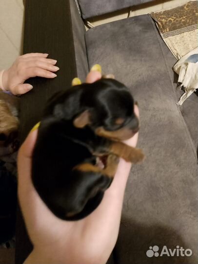 Йоркширский терьер