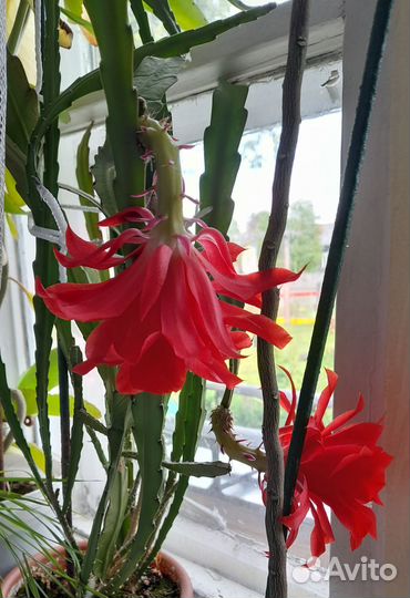 Комнатные цветы