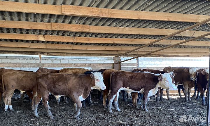 Продаются быки