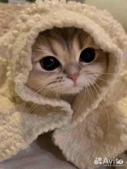 Пишу песни стихи и поздравления на заказ