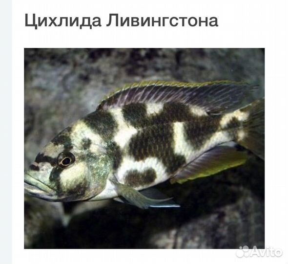 Рыба цихлиды Ливингстона, сом анцитрус