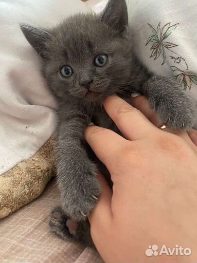 Британские котята