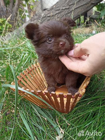 Щенки чихуахуа чистокровные