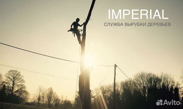 Спил, Вырубка деревьев