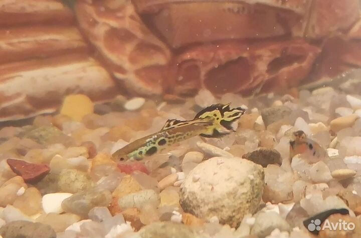 Рыбки - мальки для аквариума