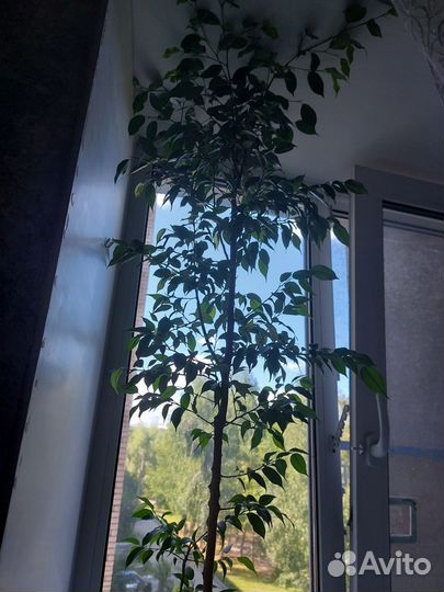 Фикус бенджамина