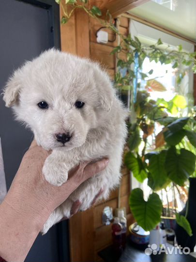 Щенок в добрые руки