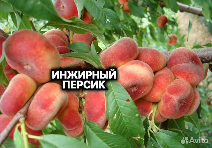 Плодовые декоративные деревья