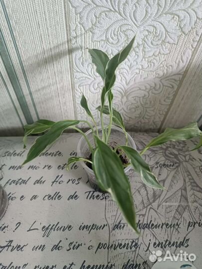 Сингониумов набор