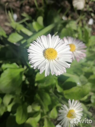 Маргаритки и садовые фиалки